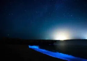 جزیره هنگام، سکونت گاه دلفین ها و ماهی های رنگی آکواریومی