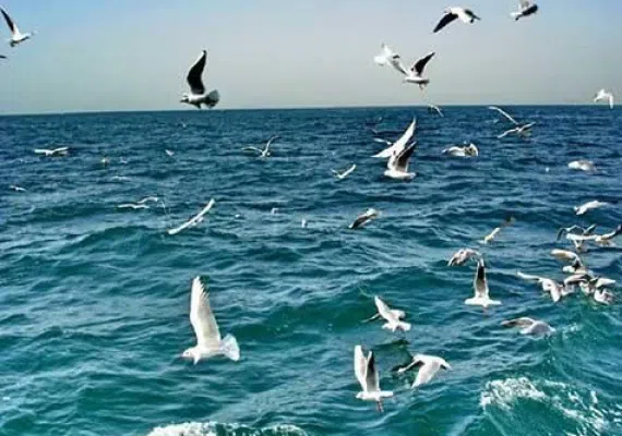 حیات وحش دریایی قشم