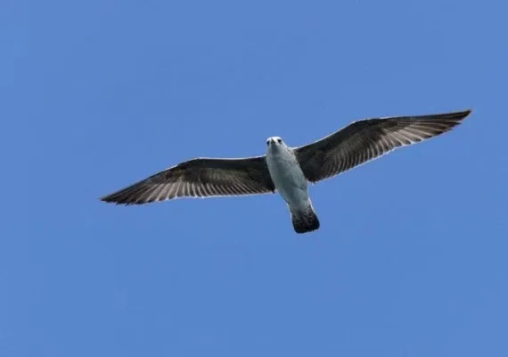 جزیره هنگام، سکونت گاه دلفین ها و ماهی های رنگی آکواریومی