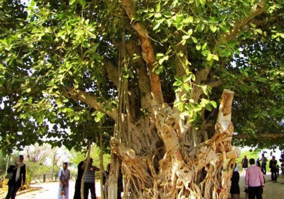 انجیر معابد، درخت سبز یا درخت لور در قشم