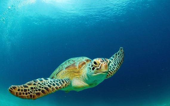 حیات وحش دریایی قشم