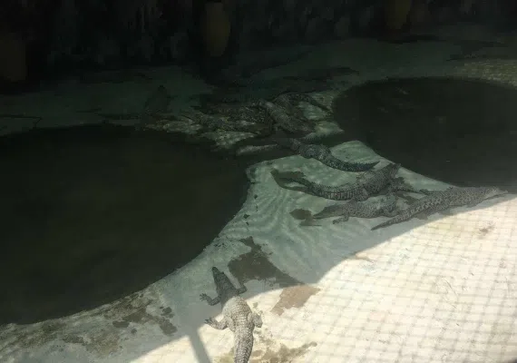 پارک کروکدیل ها