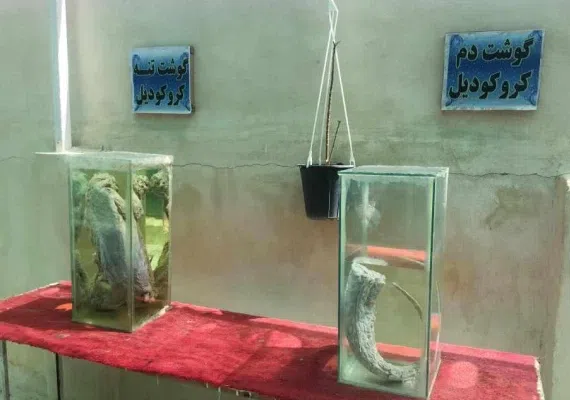 پارک کروکدیل ها