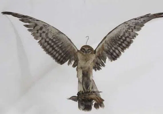 موزه حیات وحش بیرجند