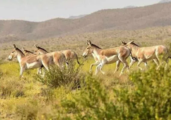 پارک ملی قطرویه