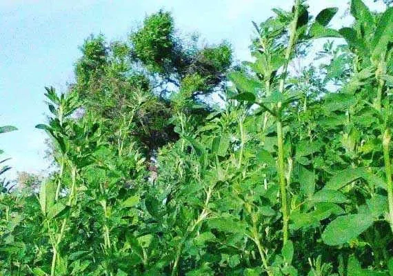 روستای اسفهرود