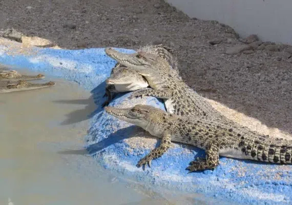 پارک کروکدیل ها