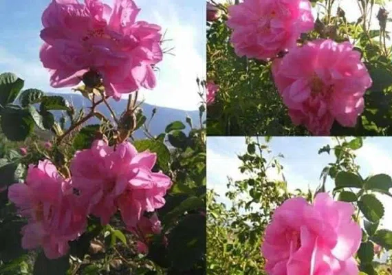 گلستان های محمدی میمند