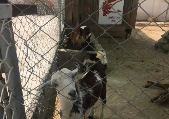 پارک کروکدیل ها