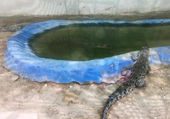 پارک کروکدیل ها