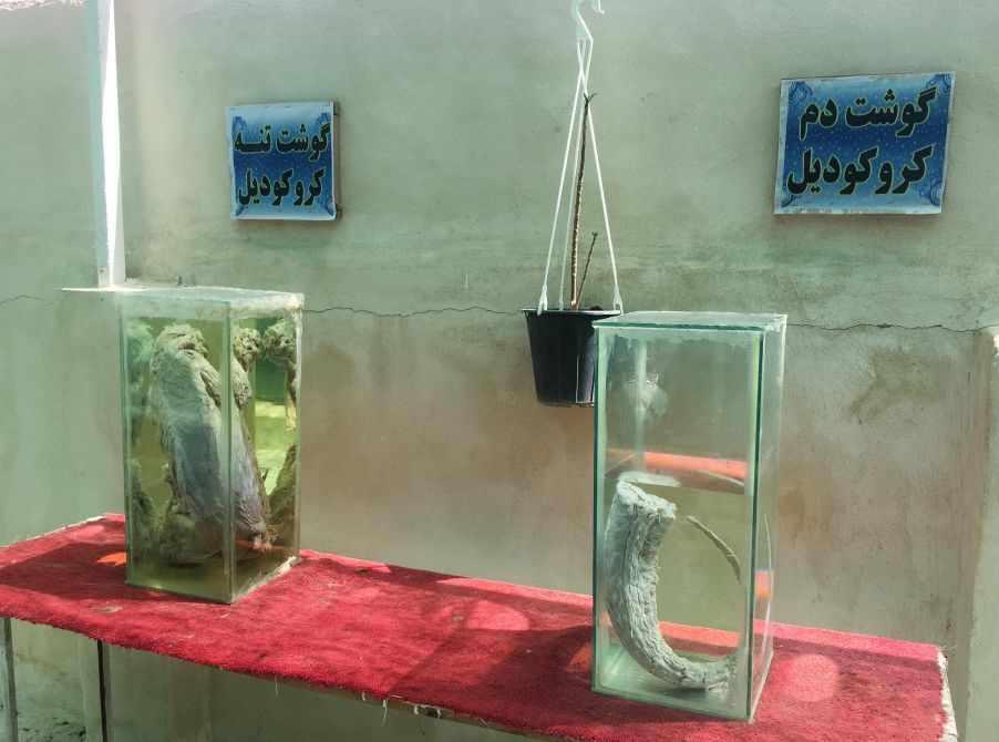 پارک کروکدیل ها