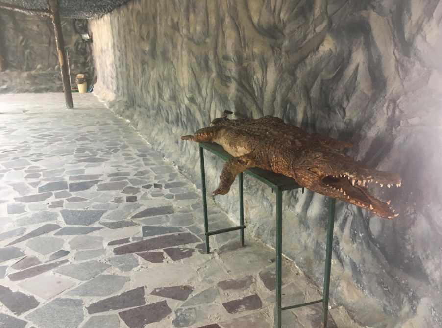 پارک کروکدیل ها