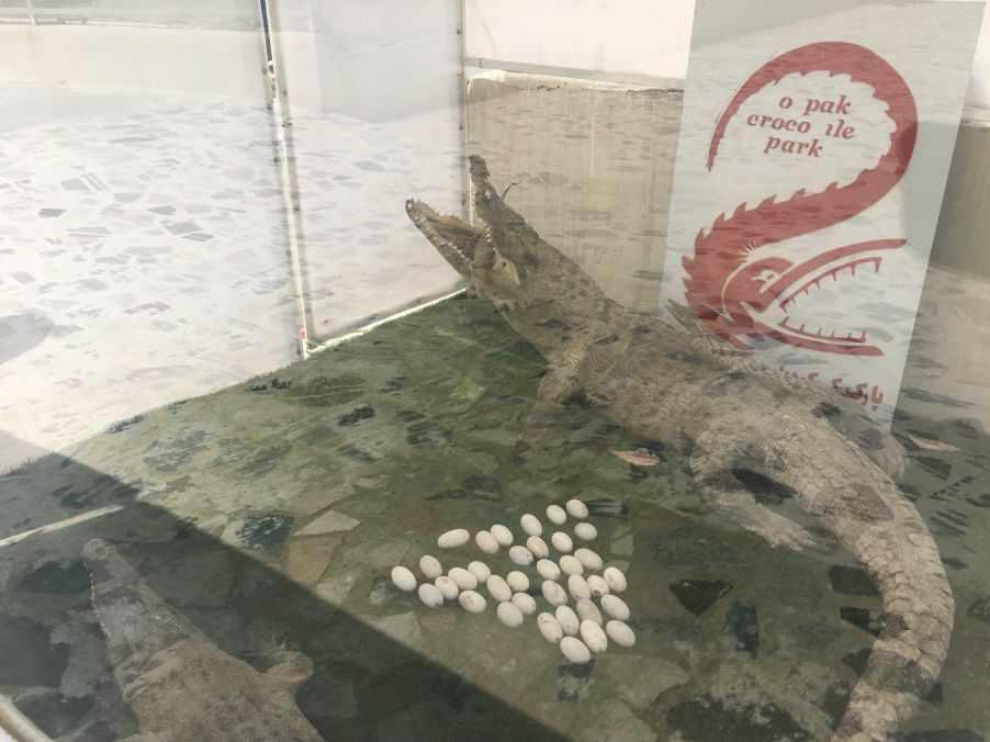پارک کروکدیل ها