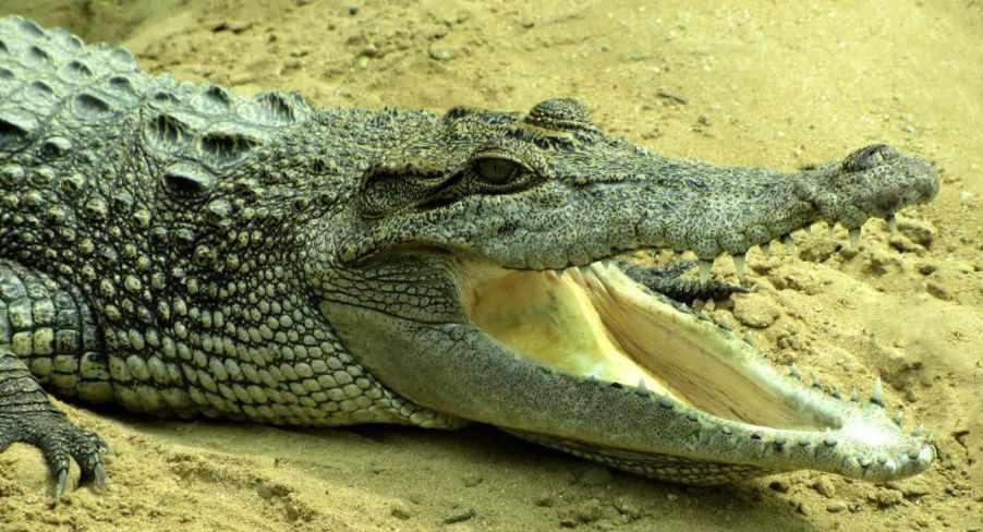 پارک کروکدیل ها