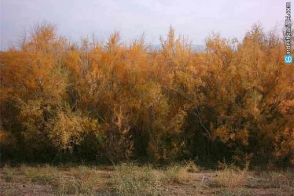 جنگل سنو طبس