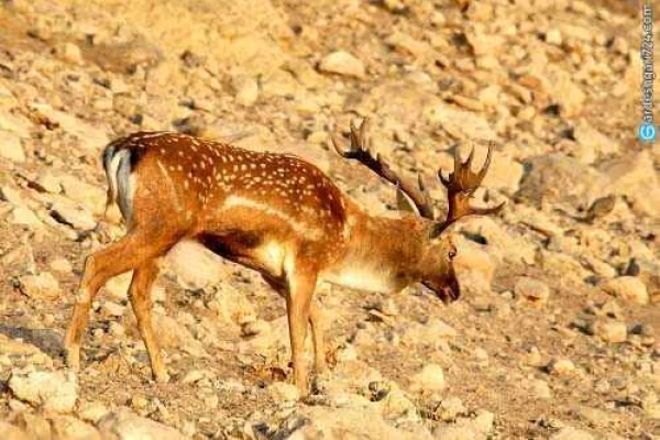 پارک ملی دریاچه ارومیه