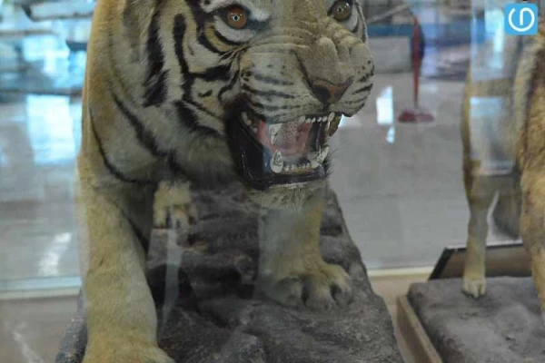 موزه تاریخ طبیعی شیراز