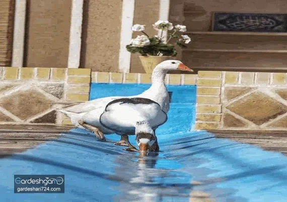 اقامتگاه بوم گردی عمارت بهشت هشتم