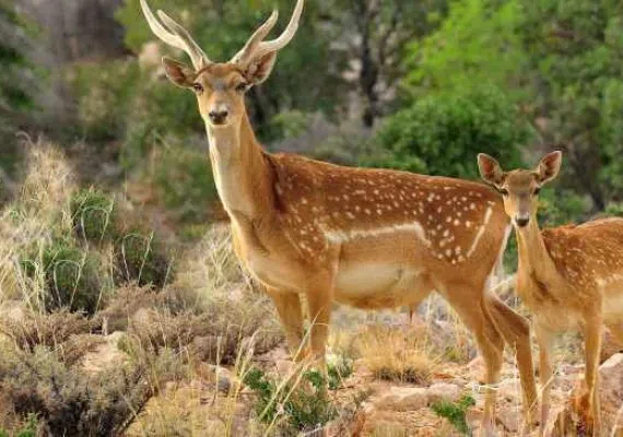 منطقه حفاظت شده مراکان