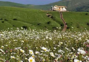 جنگل فندقلو