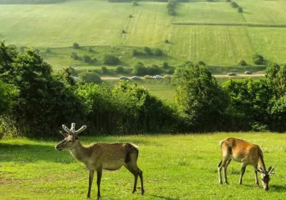 جنگل فندقلو