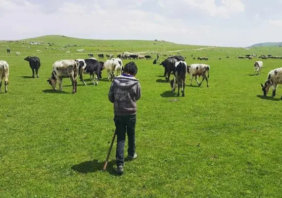 منطقه سردابه