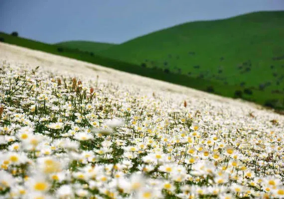 جنگل فندقلو