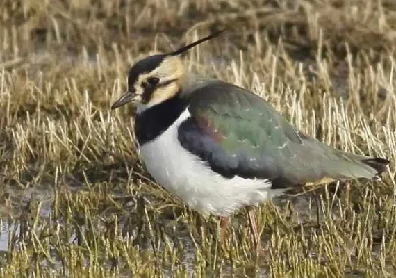 دریاچه قوپی باباعلی