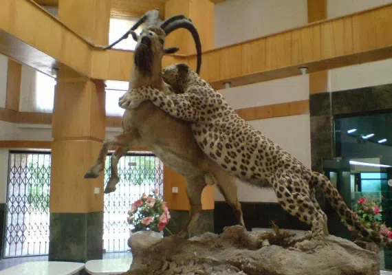 موزه تاریخ طبیعی اردبیل