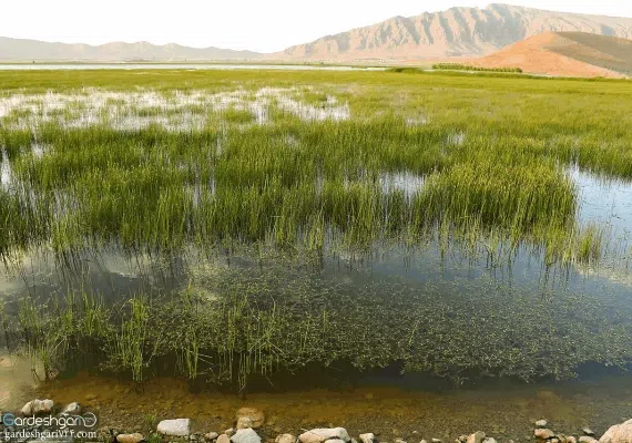 تالاب چغاخور