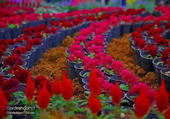 گلستان های محلات