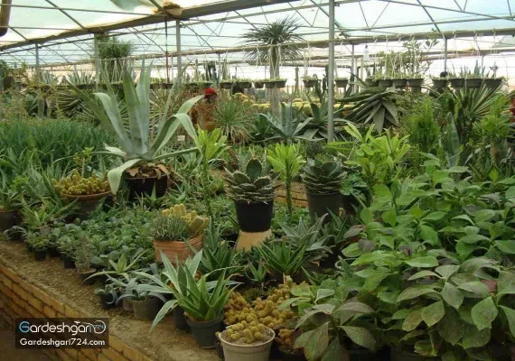 گلستان های محلات