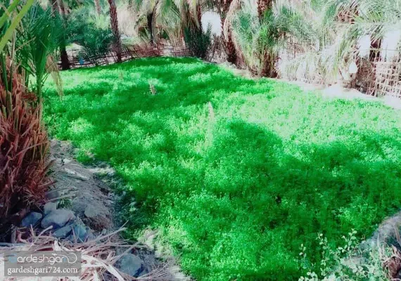 روستای تخت ملک نیک شهر