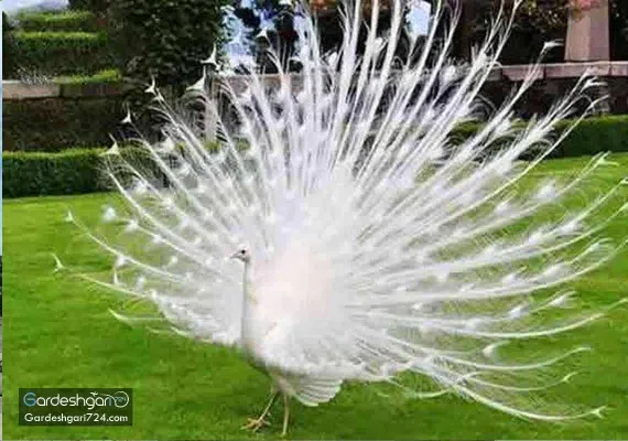 باغ پرندگان