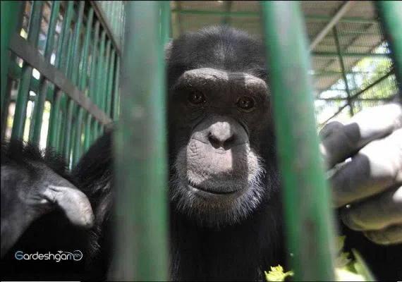 باغ وحش وکیل آباد مشهد