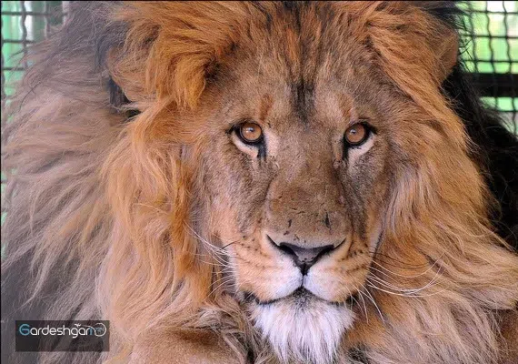 باغ وحش وکیل آباد مشهد