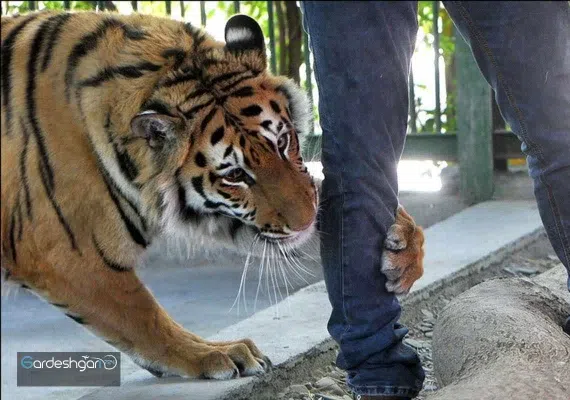 باغ وحش وکیل آباد مشهد