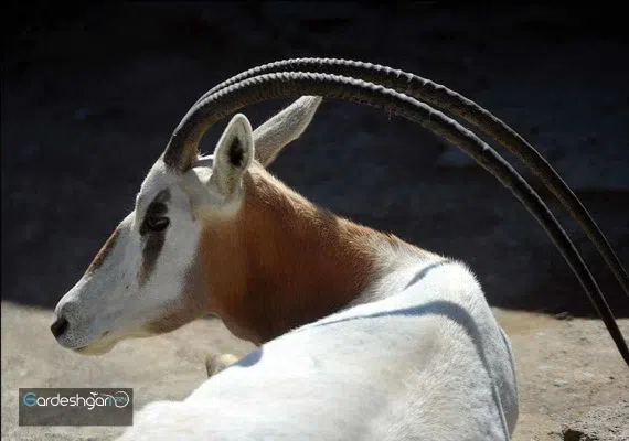 باغ وحش وکیل آباد مشهد