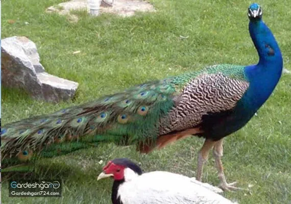 باغ پرندگان