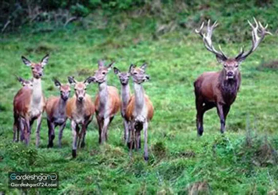 پارک جنگلی قرق