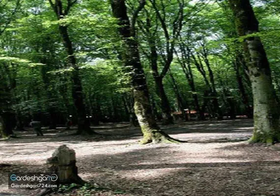 پارک جنگلی کردکوی، منطقه جنگلی پلنگ پا با آبشاری خزه ای