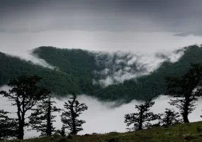 جنگل ابر شاهرود