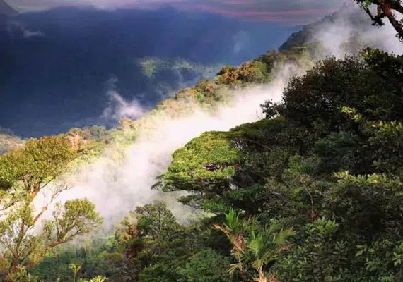 جنگل ابر شاهرود