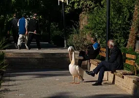 باغ گلشن طبس