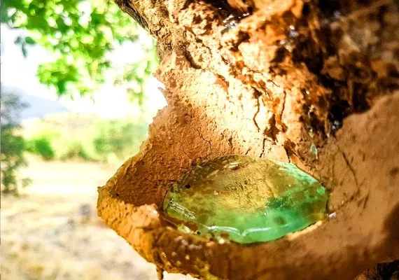 11 سوغات زنجان که همه باید بشناسند، متن + عکس