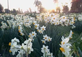 نرگس زار بهبهان