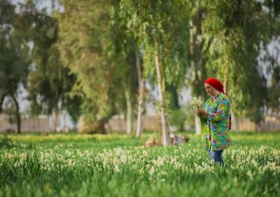 نرگس زار بهبهان