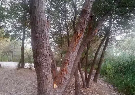 پارک جنگلی خارستان بهبهان