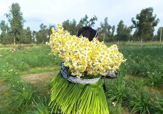 نرگس زار بهبهان