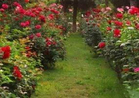 باغ گلشن طبس